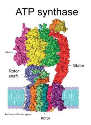 CGI of ATP synthase