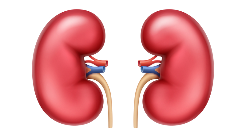 Kidneys