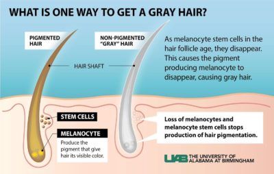 A depiction of the reasons hair turns gray