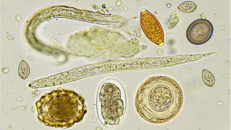 Helminths under a microscope