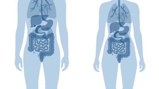 Male and female intestines