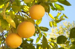 Grapefruit are a source of spermidine, which may have anti-aging properties.