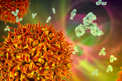 B Cells are the source of antibodies in our immune system.