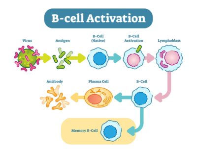 B Cells are the source of antibodies in our immune system.