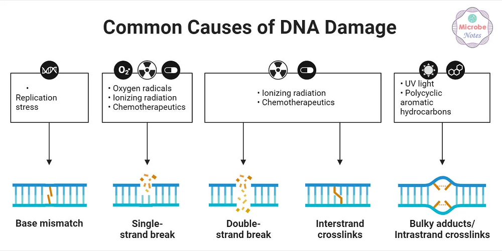 Genomic Instability 1