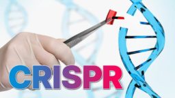 LSN Crispr Immune Invisibility