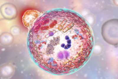 Spermidine triggers autophagy.