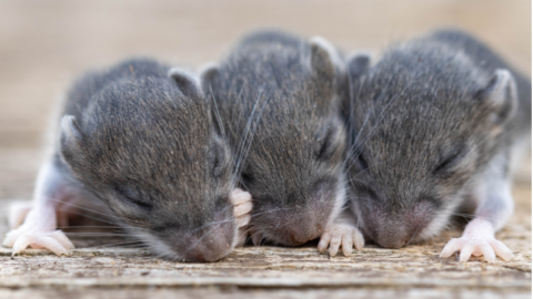 Three Baby Mice