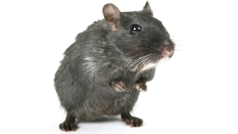Old Mouse