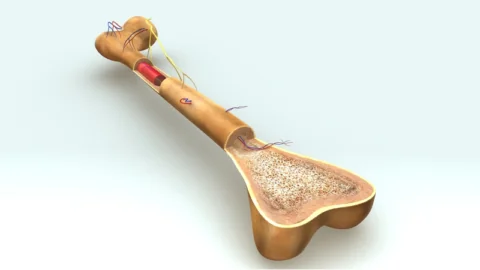 Bone Marrow