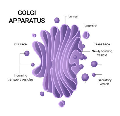 Structure of the Golgi apparatus