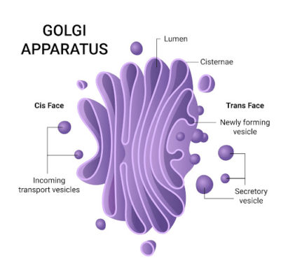 Structure of the Golgi apparatus Structure of the Golgi apparatus