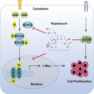 Rapamycin Effects