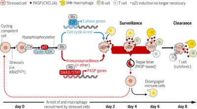 p21 stressed cells