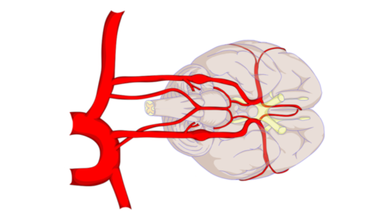 Brain Blood Vessels