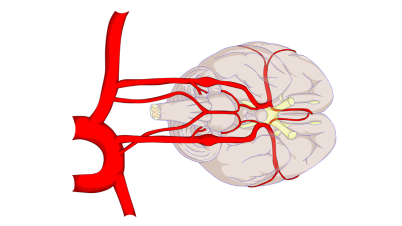 Brain Blood Vessels