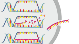 Gene transcription