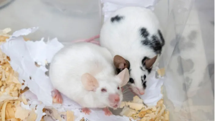 Old and Young Mice