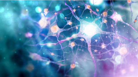 Neurons