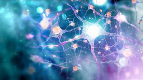 Neurons