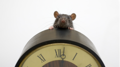 Mouse clock