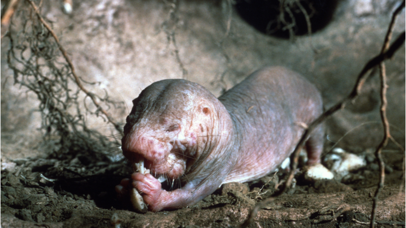 Mole rat defies natural selection