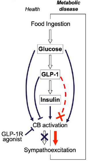 GLP1 Chart