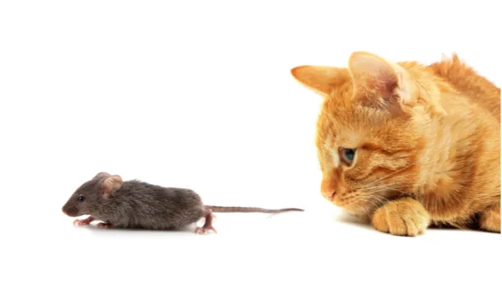 Cat and mouse