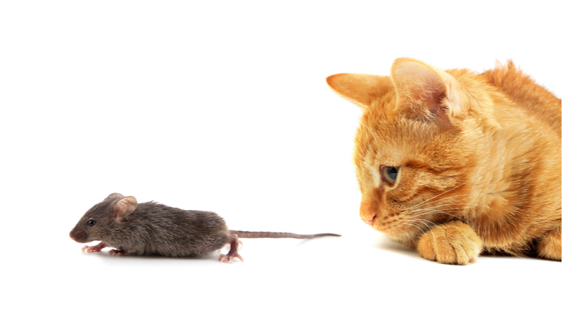 Cat and mouse