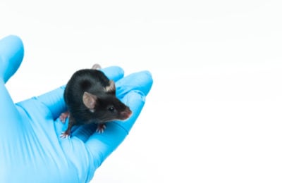 Black 6 mouse is a popular choice in aging and medical research.
