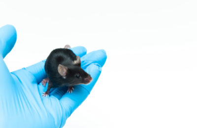 The C57BL 6 (Black 6) Mouse Strain The C57BL 6 (Black 6) Mouse Strain