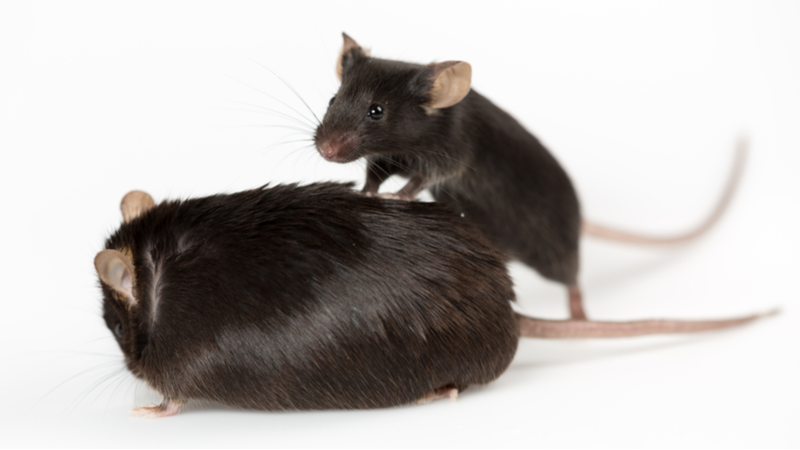 small mouse big mouse small mouse big mouse