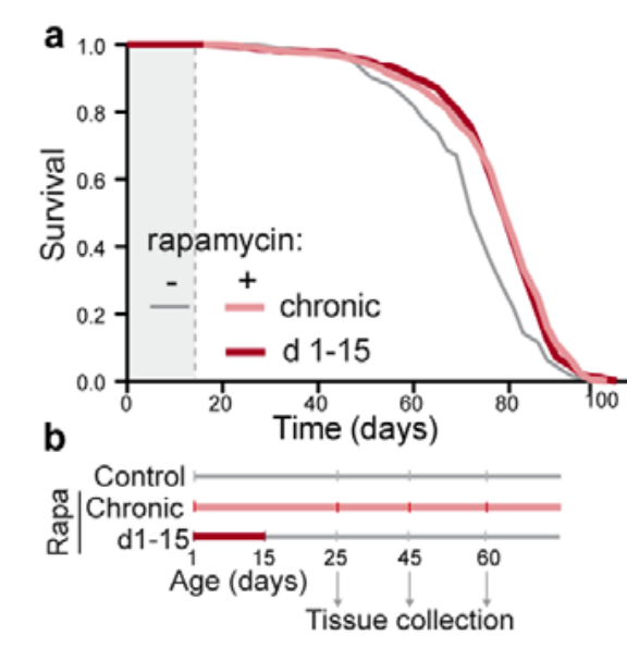 Early Life Rapamycin