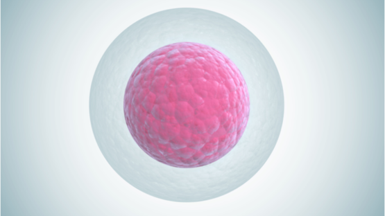 Egg cell