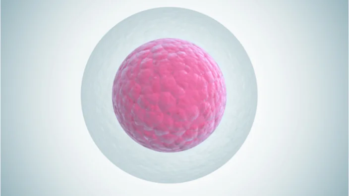 Egg cell
