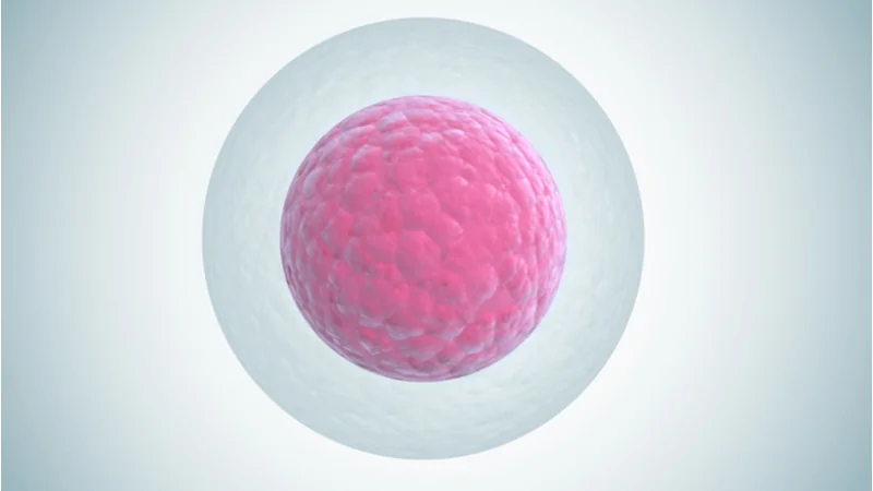 Egg cell