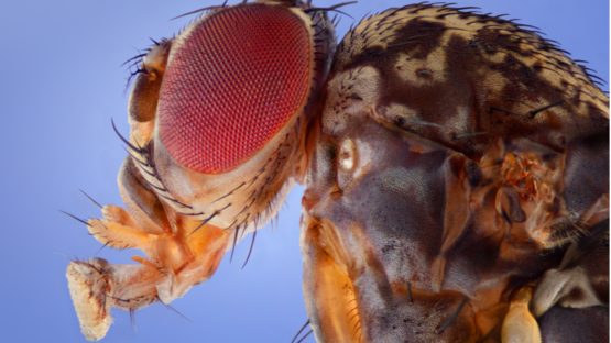 Fly eyes