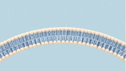 Cellular membrane
