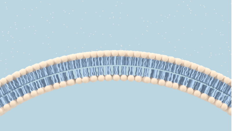 Cellular membrane