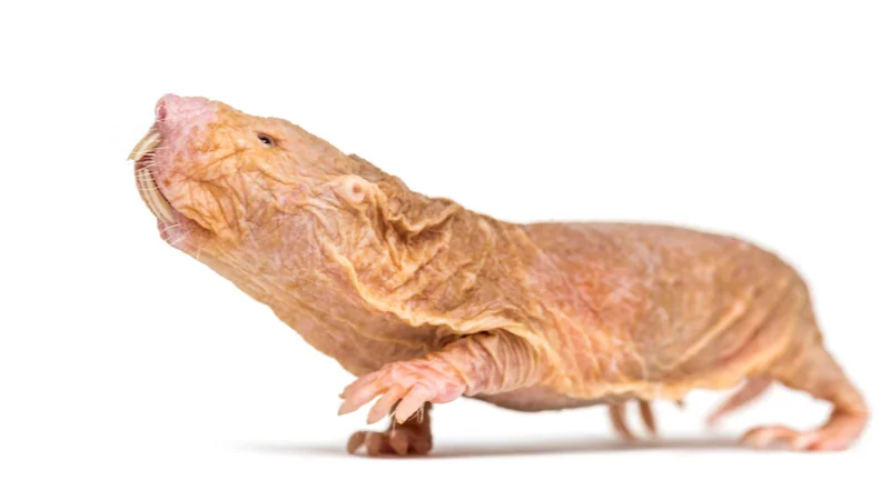 Why The Skin of Naked Mole Rats Ages Slowly