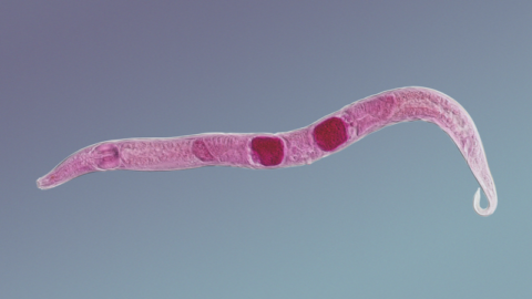 Nematode