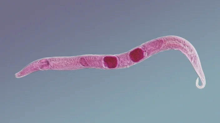 Nematode