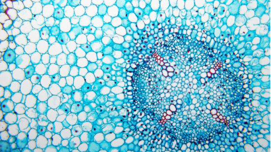 Cells Under Microscope