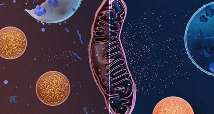 Korolchuk Lab’s Early Research Gets $285,000 from VitaDAO