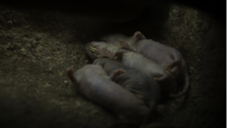 Naked mole rats natural habitat