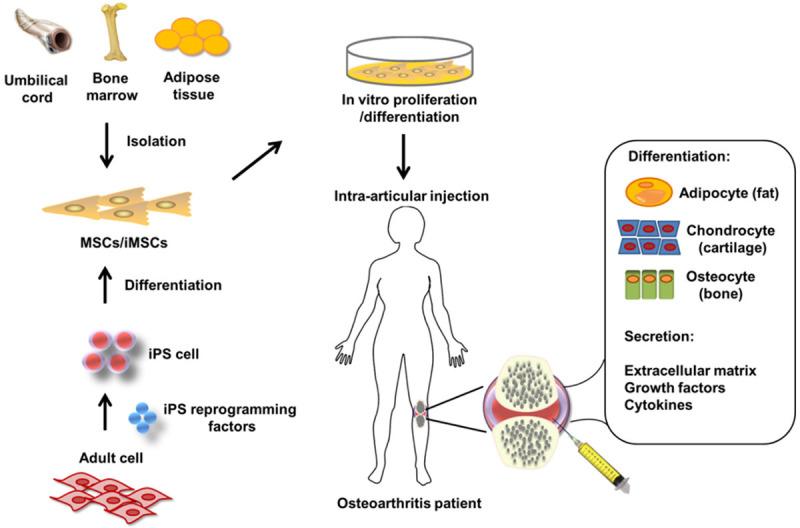 Senescent MSCs 1