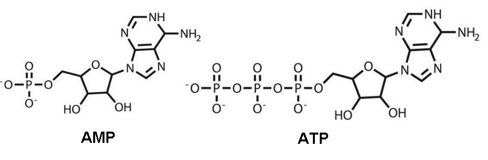 AMP and ATP