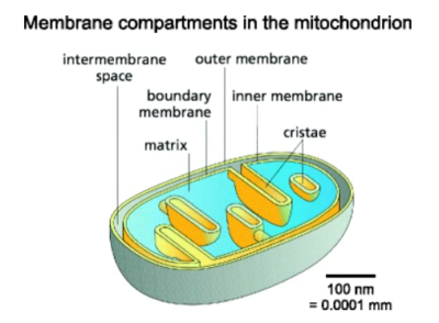 Mitochondria detail