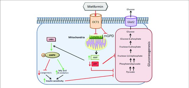 Metformin and mitochondria