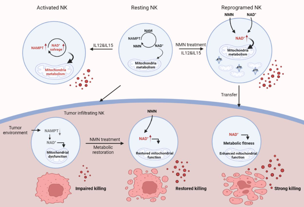 NK cells NMN